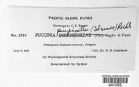 Puccinia pimpinellae image